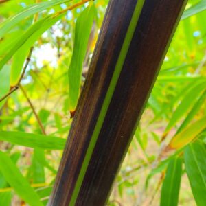 black-asper-closer-bamboo-park-1-scaled-1.jpg