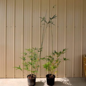 gracilis-bambo-small-pots--scaled