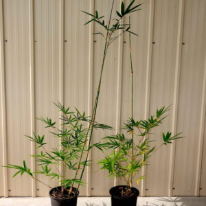 gracilis-bamboo-small-pots--scaled