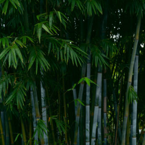 Bamboo Park